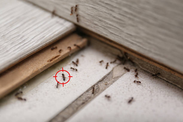 Best Rat Extermination Near Me  in Pine Mountain, GA